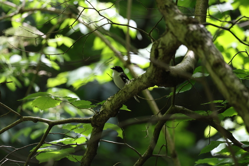 Semicollared Flycatcher (Ficedula semitorquata), photo 7