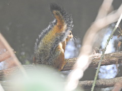 Funisciurus pyrropus