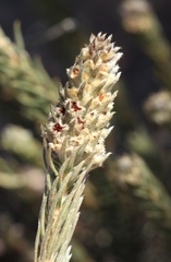 Phylica willdenowiana