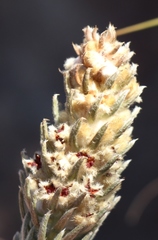 Phylica willdenowiana