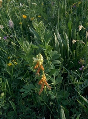 Lathyrus laevigatus occidentalis