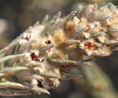 Phylica willdenowiana