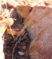 Pelargonium gracillimum