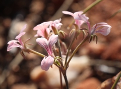 Pelargonium gracillimum