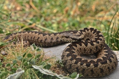 Vipera graeca