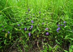 Scutellaria yezoensis