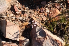 Pelargonium gracillimum