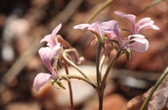 Pelargonium gracillimum