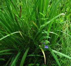Scutellaria yezoensis