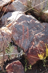 Adromischus inamoenus