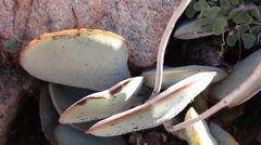 Adromischus inamoenus