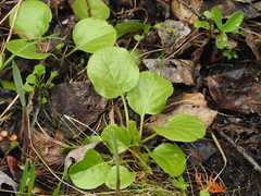 Pyrola asarifolia