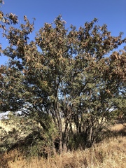 Senegalia hereroensis