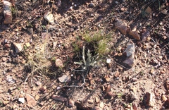 Phylica willdenowiana