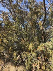 Senegalia hereroensis