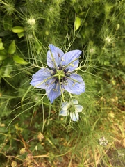 Nigella arvensis