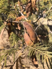 Senegalia hereroensis