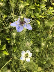 Nigella arvensis