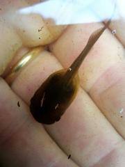 Pelobates fuscus insubricus