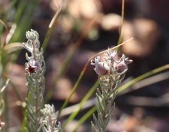 Phylica willdenowiana