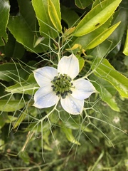 Nigella arvensis