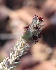 Phylica willdenowiana