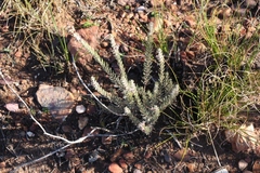 Phylica willdenowiana