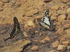 Graphium angolanus baronis