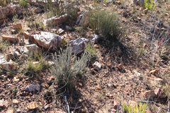 Phylica willdenowiana