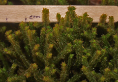 Chandonanthus squarrosus