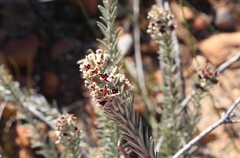 Phylica willdenowiana