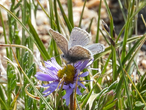 Shasta Blue photo 5