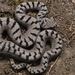 Eurasian Vipers - Photo (c) Gert Jan Verspui, some rights reserved (CC BY-NC), uploaded by Gert Jan Verspui