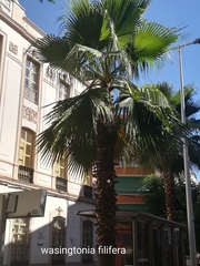 Washingtonia filifera