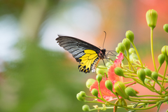 Troides aeacus formosanus
