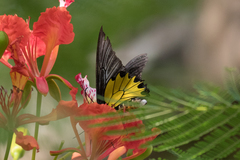 Troides aeacus formosanus