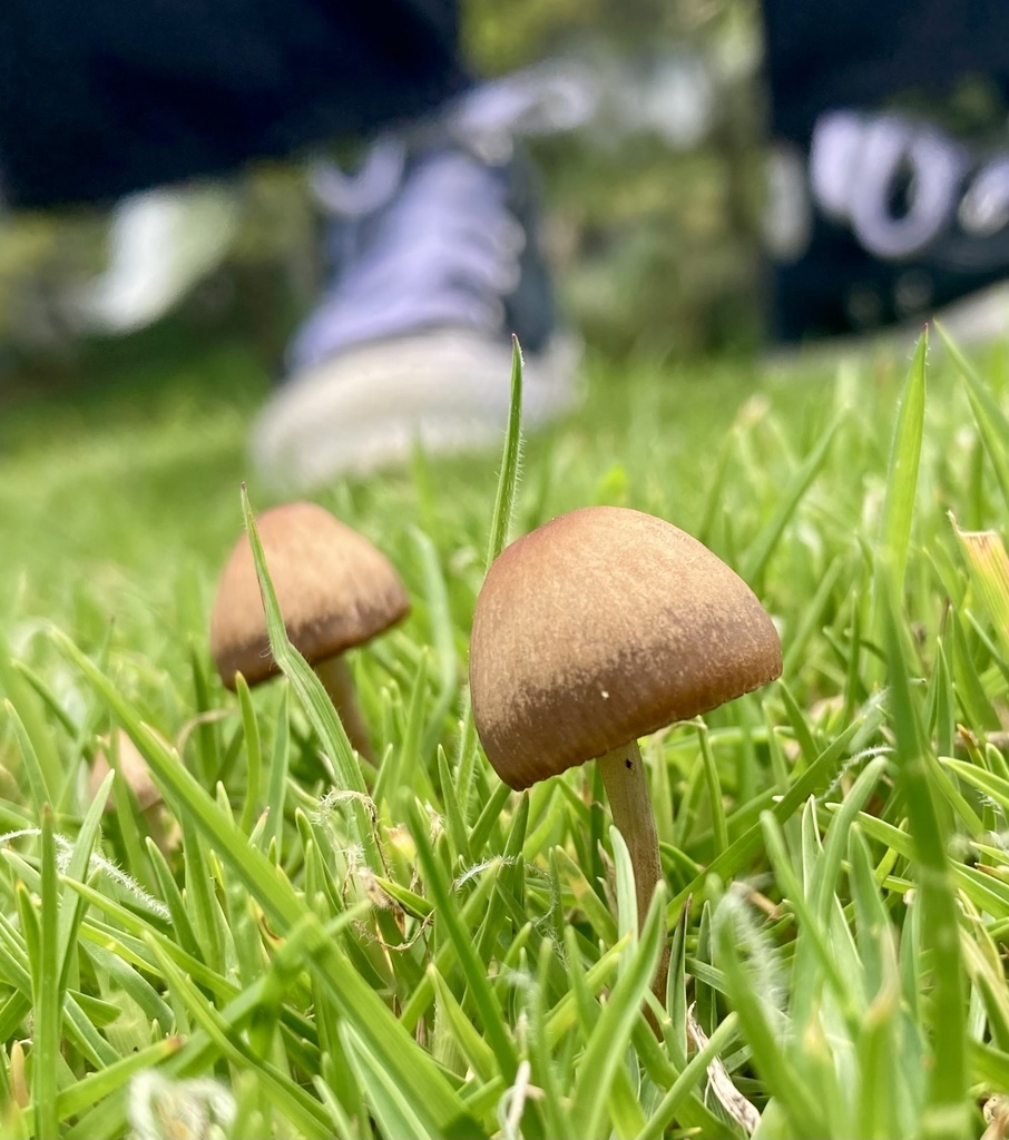 Panaeolus foenisecii · July 2024 · photo: © crawfordaj (iNaturalist, cc0)