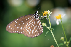 Euploea mulciber barsine
