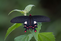 Byasa polyeuctes termessus