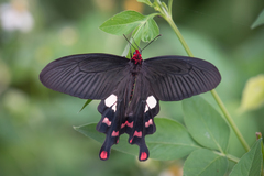 Byasa polyeuctes termessus