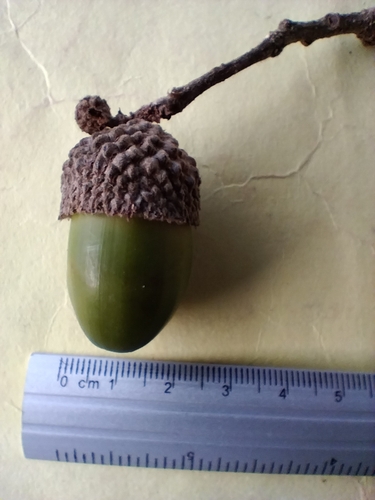 Quercus vicentensis