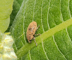 Larinus minutus