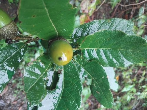 Quercus vicentensis