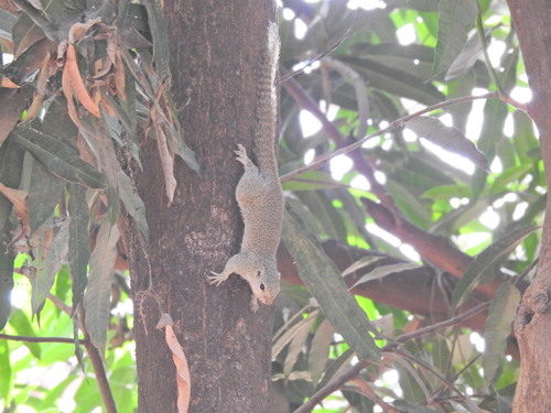 Gambian Sun Squirrel