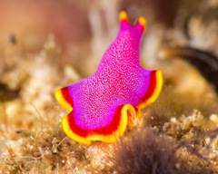 Pseudoceros ferrugineus