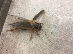 Tarbinskiellus portentosus