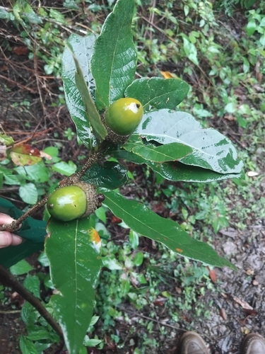 Quercus vicentensis