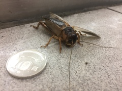 Tarbinskiellus portentosus