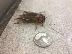 Tarbinskiellus portentosus