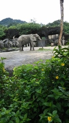 Elephantidae